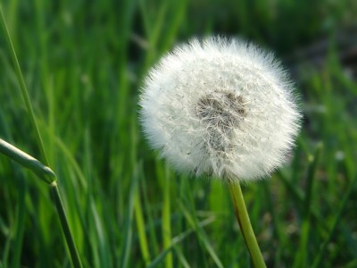 Pusteblume