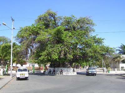 Baobab in Majunga