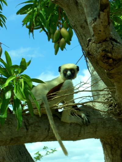 Lemur