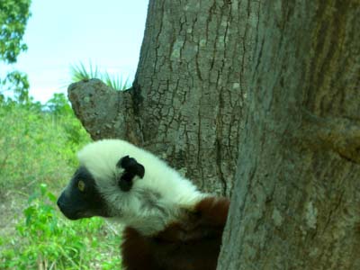 Lemur Nahaufnahme