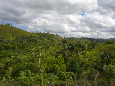 Regenwald